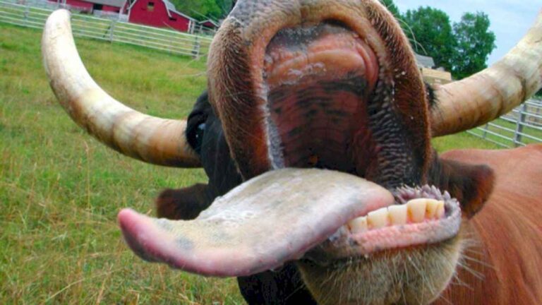 la-vaca-loca,-pero-sana:-brasil-aprobo-el-uso-veterinario-de-cannabis-en-la-ganaderia