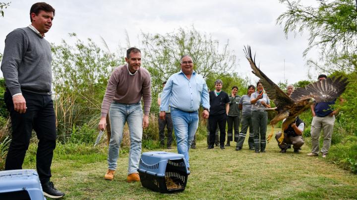 Biodiversidad: Santa Fe rescató y liberó animales silvestres