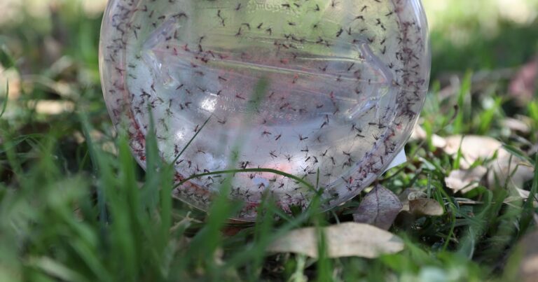 IMSS exhorta a cuidarse de enfermedades tropicales como dengue, leishmaniasis, lepra, rabia y más