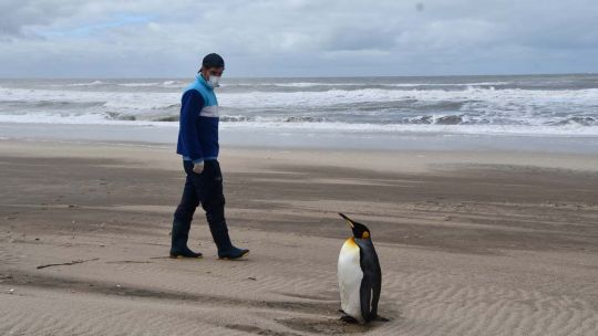 Rescataron un ejemplar de pingüino Rey herido, lo rehabilitaron y lo liberaron