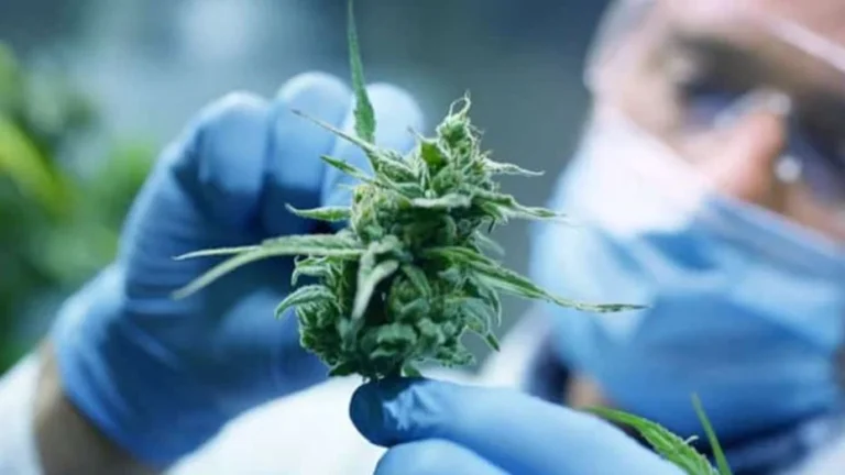 Emplean cannabis para prevenir el dolor por quimioterapia