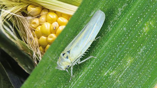 Piden monitorear la situación de la chicharrita en el campo