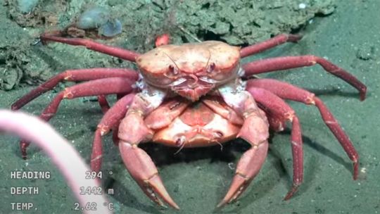 El CONICET explora el fondo del océano: la expedición Talud Continental IV revela un mundo desconocido frente a nuestras costas