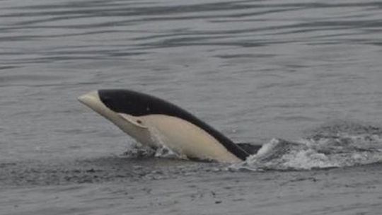 Un delfín liso austral apareció varado por primera vez en las costas de Uruguay