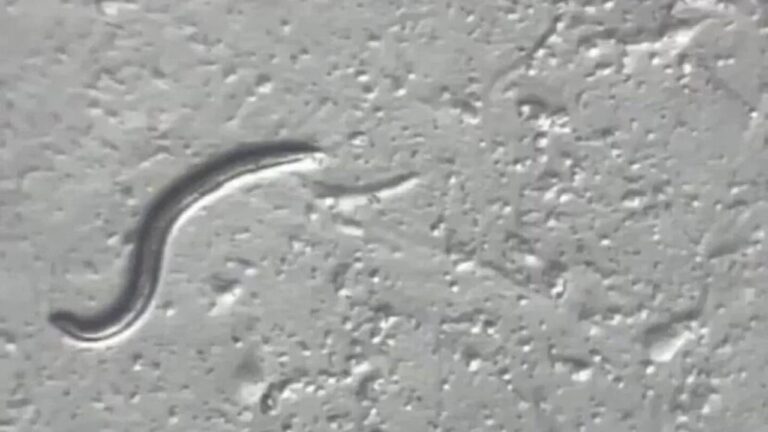 Un animal pasó 46 mil años congelado, se mantuvo con vida y podría revelar misterios genéticos sin resolver