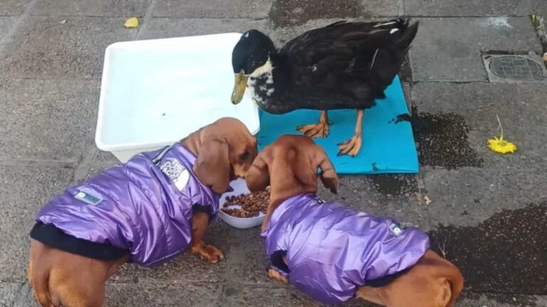 Insólito caso en Mendoza: denunciaron a un pato por agredir a otras mascotas y todos los vecinos salieron a defenderlo