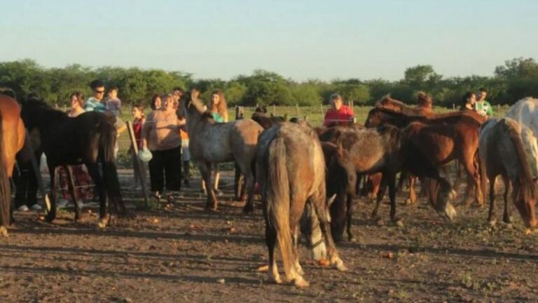 Increíble cruzada solidaria de dos ONGs que rescatan caballos víctimas de la tracción a sangre