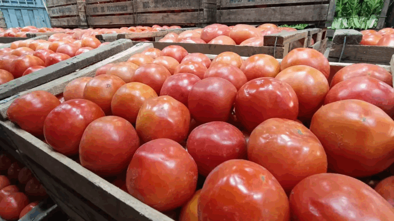 Crisis del tomate: caen 60% las ventas en el Mercado de Productores de Rosario