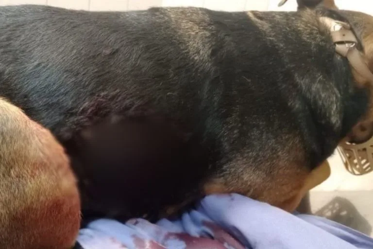 Zona sudoeste: balearon una casa y un disparo impactó en una mascota