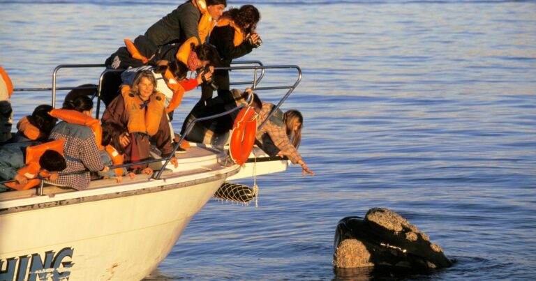 Puerto Madryn en octubre: el golazo de la temporada para ver ballenas y mucho más
