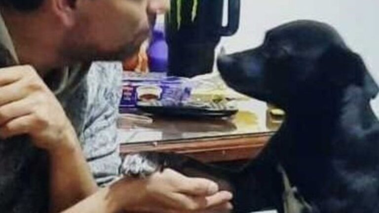 Maltrato animal en Las Cañitas: buscan identificar a los responsables del envenenamiento masivo de mascotas