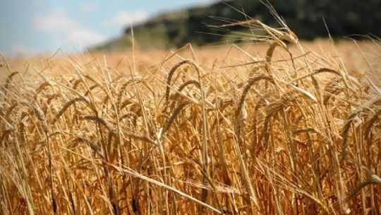 Pisani Claro: La exportación de trigo en Argentina es positiva