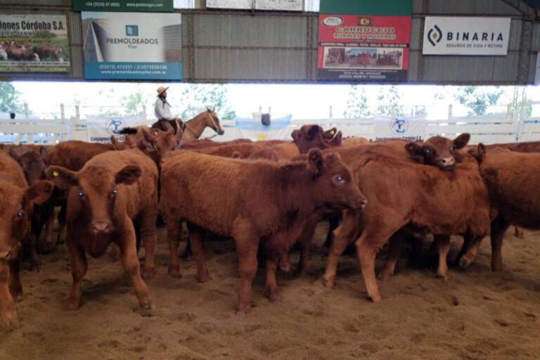 Córdoba: cae el valor de la hacienda en pie y se refleja en el precio de la carne