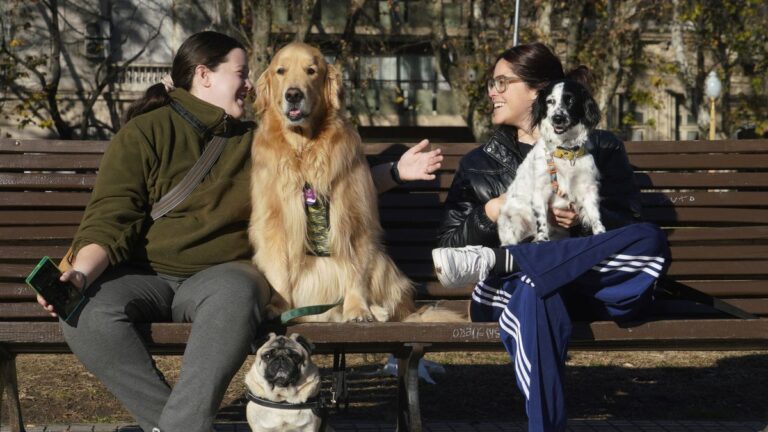 El Concejo debate una nueva normativa de protección de animales