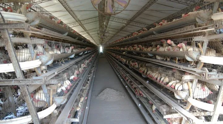 Moscas resistentes: detectan mutaciones genéticas que anulan insecticidas en granjas avícolas