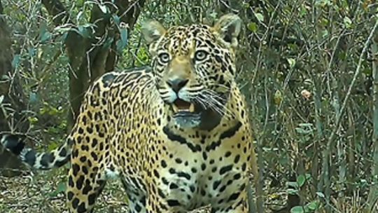 Continúa desaparecida la yaguareté Acaí en Chaco y calculan un daño ambiental millonario