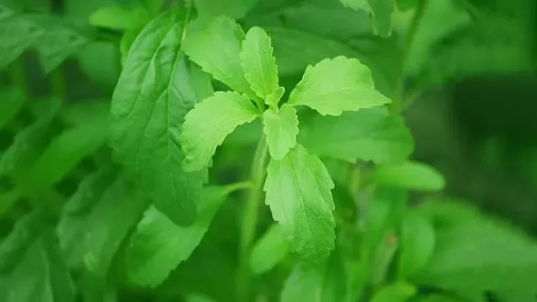 Dulce engaño: lo que tu edulcorante no te cuenta