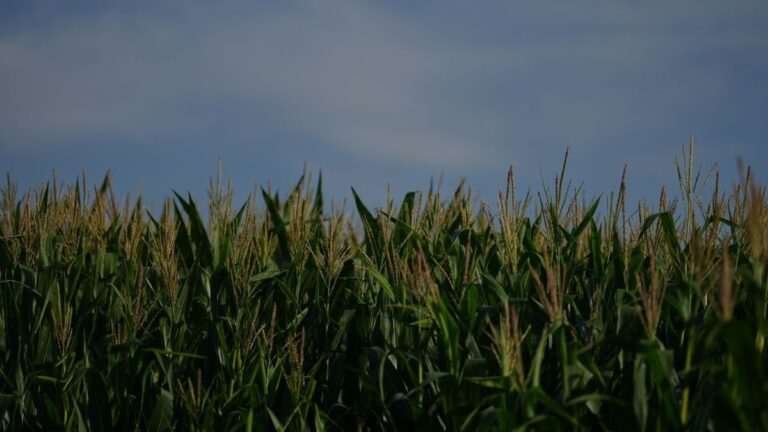 Campaña agrícola: la falta de lluvias enciende alertas en el sur santafesino